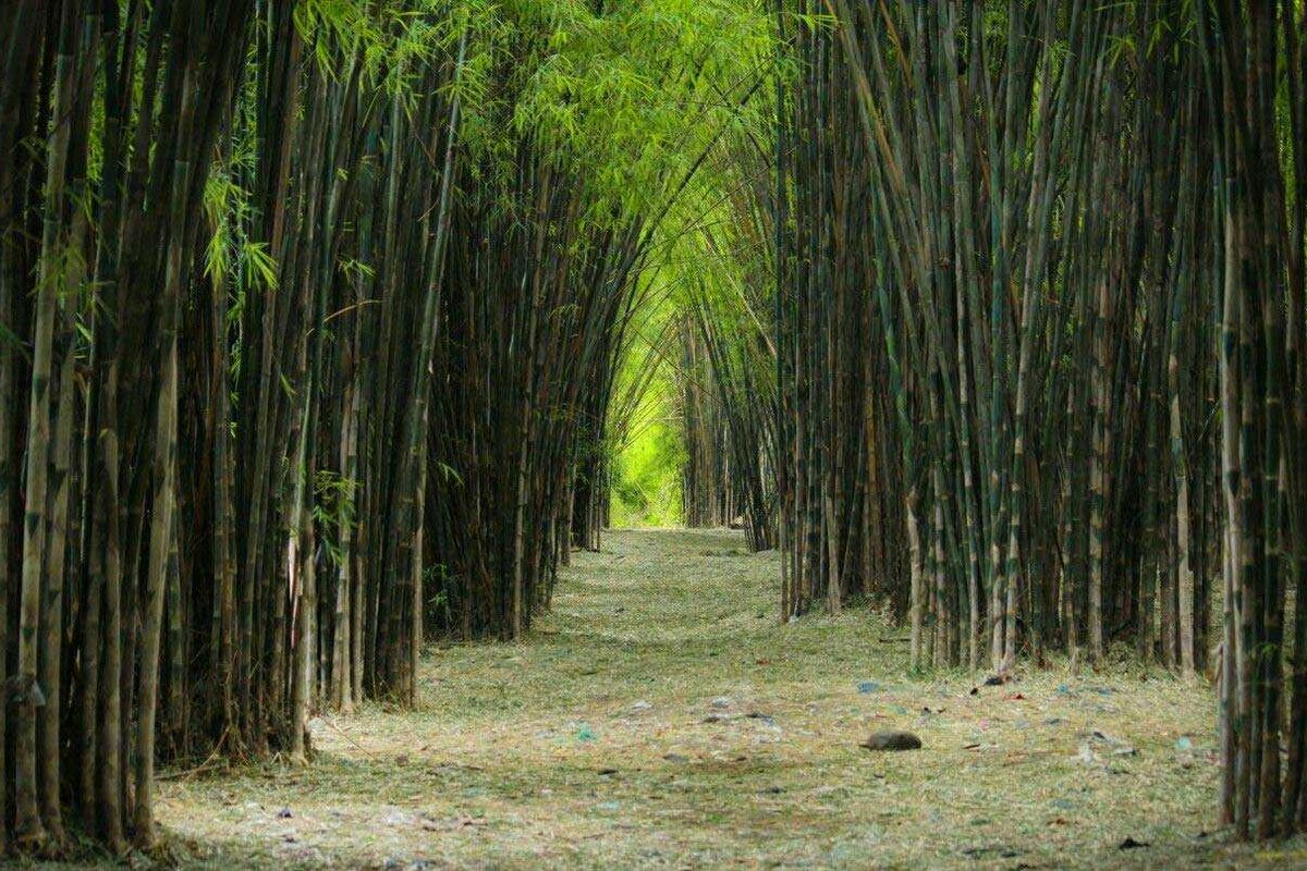 kerusakan, vandalisme, Hutan Bambu Arashiyama, Ramai Vandalisme, Pemerintah Kyoto Tebang Bambu di Hutan Arashiyama