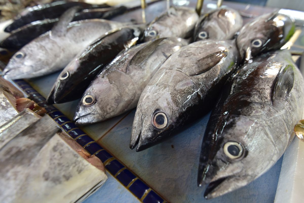 cara mengolah ikan tongkol, cara mengolah ikan tongkol yang enak, cara mengolah ikan tongkol agar tidak gatal, cara mengolah ikan tongkol basah, cara hilangkan rasa pahit ikan, Cara Olah Ikan Tongkol Supaya Bagian Hitamnya Tak Lagi Pahit, Pakai 1 Bahan Ini, 1. Cuci Ikan Tongkol Hingga Bersih, 2. Gunakan Air Jeruk Nipis atau Lemon, 3. Rendam dengan Garam atau Air Cuka, 4. Masak dengan Bumbu Kuat, 5. Hindari Memasak Terlalu Lama