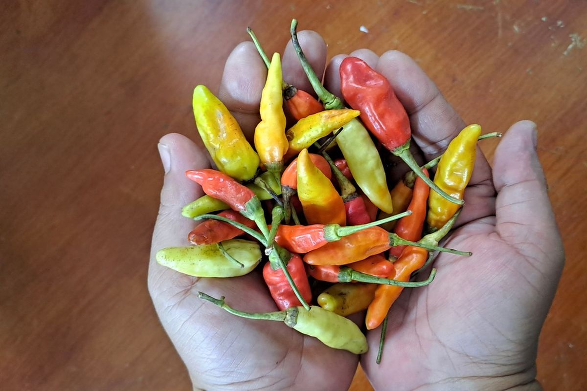 cabai rawit, cabai, Cabai katokkon, cabai hiyung, cabai merah besar, cabai terpedas, skala scoville, Cabai Gendot, Deretan Cabai Terpedas di Indonesia, Cek Tingkat Kepedasannya Menurut Skala Scoville