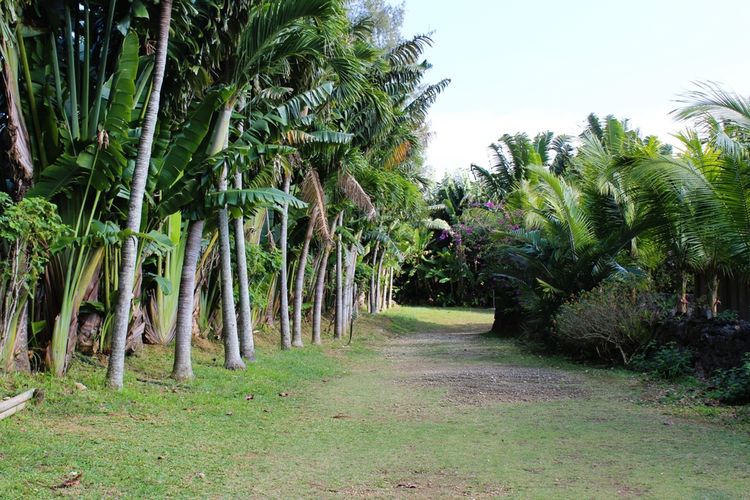 wisata jepang, Okinawa, tempat wisata di okinawa, pohon pisang di jepang, pulau subtropis jepang, pulau jepang mirip indonesia, Pulau di Jepang Ini Punya Pohon Pisang dan Kelapa, Mirip Suasana Indonesia
