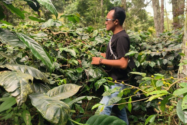 asal usul kopi ijen raung bondowoso, kopi ijen raung bondowoso ditanam di mana, harga jual kopi ijen raung bondowoso, ciri khas kopi ijen raung bondowoso, proses pascapanen kopi ijen raung bondowoso, Kopi Ijen Raung Bondowoso: Proses Pengolahan dan Harga Jual, Ciri khas kopi ijen, Kapan waktu panen kopi ijen?, Proses pengolahan pascapanen , Harga jual 