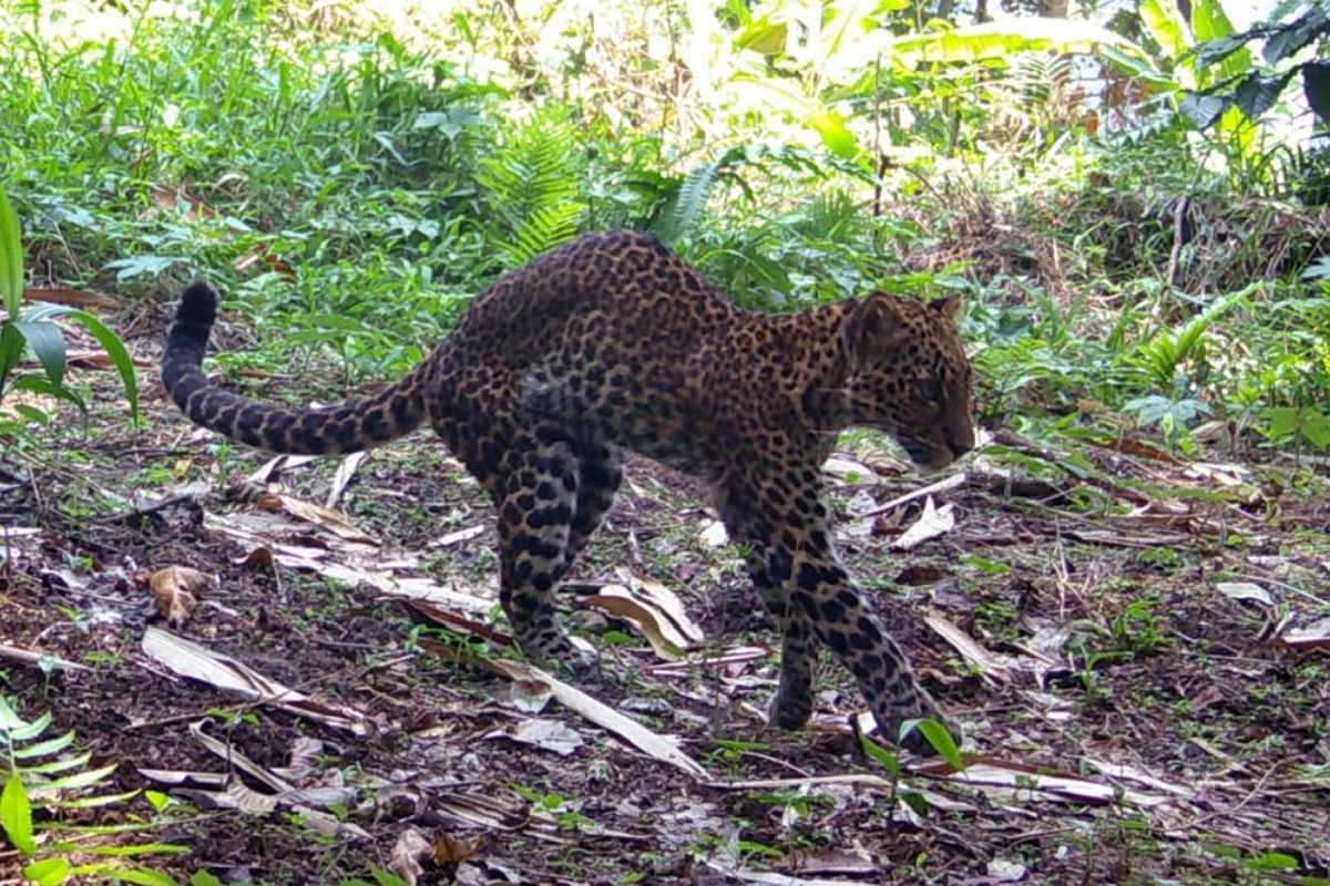 macan tutul, Polda Jabar, Kasus Perburuan Liar Terungkap, Jejak Macan Tutul Jawa yang Pincang di Sanggabuana Menghilang, Apa Alasan Pencarian Macan Tutul Jawa Dihentikan?, Bagaimana Proses Pencarian Dilakukan?, Apa Temuan Aparat Terkait Kondisi Macan Tutul?, Di Mana Lokasi Perburuan Terjadi?, Bagaimana Proses Pengungkapan Kasus Ini?