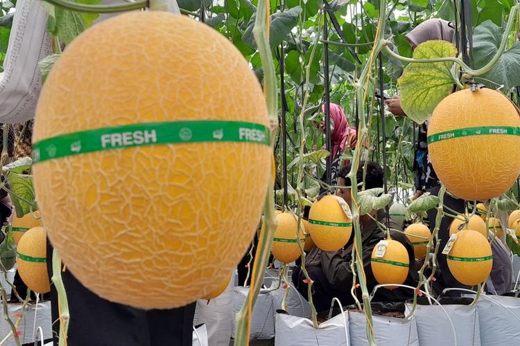 wisata petik melon, Yogyakarta, Wisata Petik Melon di Kulon Progo, Bisa Langsung Makan di Tempat