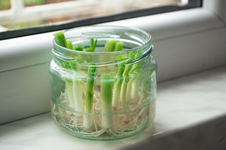 cara menanam sayuran, tanaman sayur indoor, sayur di apartemen, tanaman sayur di pot, 9 Sayuran yang Bisa Ditanam Indoor, Tetap Subur tanpa Pekarangan, 1. Wortel, 2. Daun Bawang, 3. Aneka Herba, 4. Cabai Pedas, 5. Daun Salad, 6. Microgreens, 7. Kentang, 8. Lobak, 9. Tomat