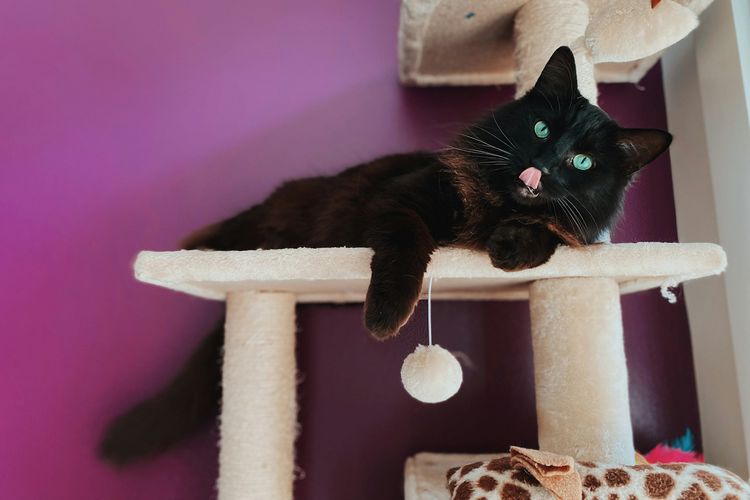 kucing, Pagaralam, daging kucing, daging kucing dijual ilegal, jual daging kucing, Pria di pagaralam jual daging kucing, Trik Licik Penjual Daging Kucing di Pagar Alam, Disamarkan dengan Daun Jeruk