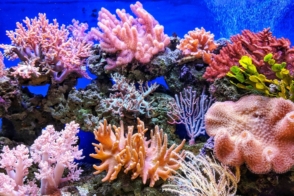 terumbu karang, Jangkar Rusak Terumbu Karang di Labuan Bajo, Pelaku Disanksi Transplantasi Karang