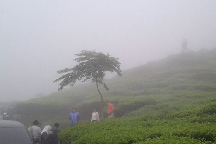 kebun teh, Jawa Tengah, wahana, wisata, 5 Wisata Kebun Teh Kekinian di Jawa Tengah yang Punya Wahana Seru, 1. Kebun Teh Kemuning (Karanganyar), 2. Kebun Teh Kaligua (Brebes), 3. Kebun Teh Tambi (Wonosobo), 4. Kebun Teh Medini (Kendal), 5. Kebun Teh Pagilaran (Batang)