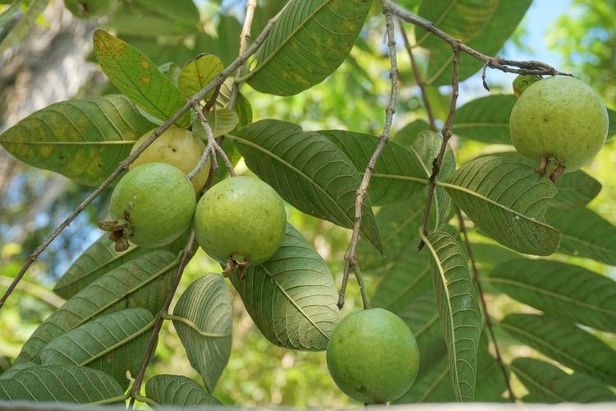 diare, daun jambu biji, cara mengolah daun jambu biji, obat diare, Cara Mengolah Daun Jambu Biji untuk Diare, Pakai 2 Bahan