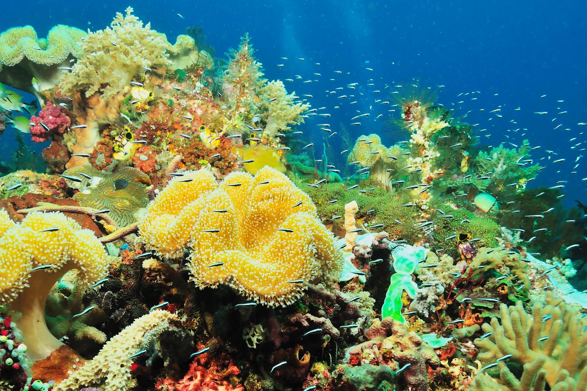 Likupang, konservasi, ekowisata, Desa Bahoi, pariwisata, likupang, Danau Linow, Dari Ekowisata hingga Spa Rempah Lokal: Perjalanan Menyenangkan di Likupang, 1. Desa Ekowisata Bahoi, 2. Keajaiban alam di Danau Linow, 3. Cakalang, pelengkap kuliner Likupang, 4. Camilan unik kaya rasa, 5. Refleksikan tubuh dengan spa bakera