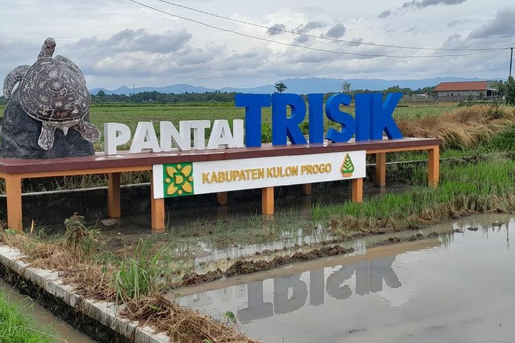 wisata minat khusus, burung migran, Kulon Progo, Wisata Minat Khusus di Banaran Kulon Progo, Konservasi Penyu hingga Kampung Lele Asap