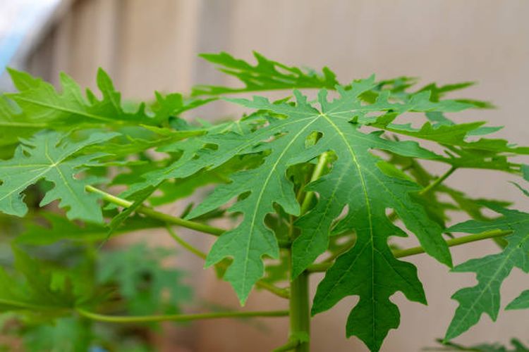 daun pepaya, cara mengolah daun pepaya, Chef Resto Bagi Tips Memasak Daun Pepaya agar Tidak Pahit, Cukup Gunakan 2 Bahan Ini