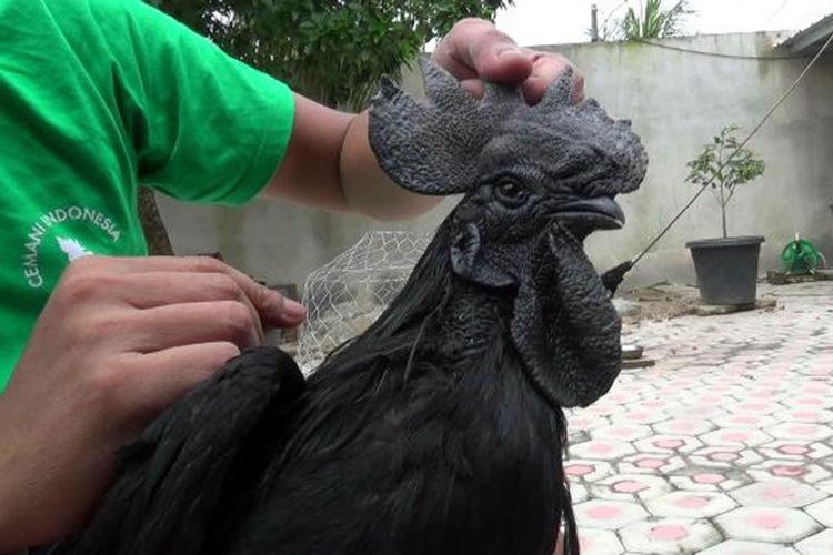 Ayam, cemani, ayam, ayam cemani, Ayam Cemani, Ayam cemani, Cemani, ayam cemani mahal, ayam cemani langka, ayam cemani hitam, ayam cemani harga, ayam cemani berasal dari mana, ayam cemani asli, Serba Hitam dan Mahal, Apa Istimewanya Ayam Cemani?, Asal Usul Ayam Cemani, Fenomena Fibromelanosis, Klasifikasi Berdasarkan Warna dan Ciri Fisik, Ayam Cemani di Dunia Internasional, Fakta Lain Ayam Cemani