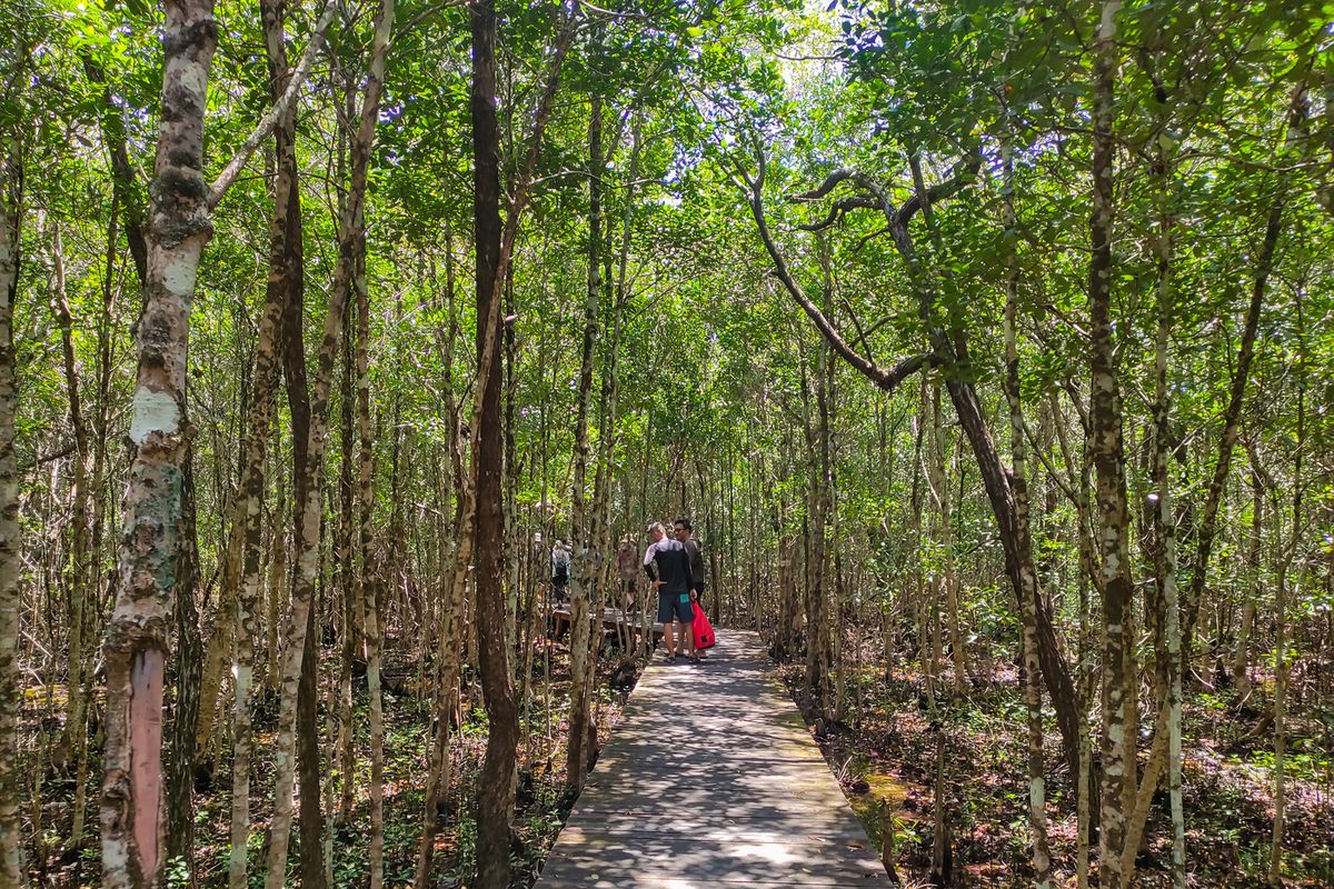 destinasi wisata, hutan mangrove, wisata mangrove, 5 Wisata Mangrove di Indonesia, Bisa Jalan di Jembatan Sambil Pesisir Laut, 1. Taman Wisata Alam Angke Kapuk
, 2. Hutan Mangrove Karimunjawa
, 3. Hutan Mangrove Kulon Progo
, 4. Hutan Mangrove Bedul, 5. Hutan Mangrove Tarakan