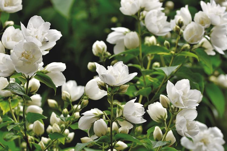 sandalwood, stres, aroma parfum, jasmine, vanila, aroma parfum untuk stres, parfum yang menenangkan, parfum aroma menenangkan, parfum yang menenangkan pikiran, 7 Aroma Parfum yang Menenangkan Pikiran dan Meredakan Stres, 1. Lavender, 2. Jasmine, 3. Vanilla, 4. Mawar, 5. Mogra oil, 6. Sandalwood, 7. Cedarwood