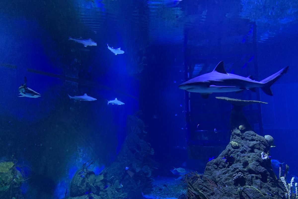 Marine Safari Bali, jam buka marine safari bali, harga tiket marine safari bali 2025, lokasi bali safari marine park, daya tarik marine safari bali, Lokasi, Jam Buka, dan Harga Tiket Masuk Marine Safari Bali