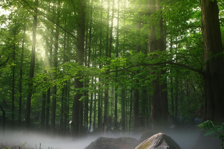 Pandawara, beli hutan, membeli hutan, pandawara, doug tompkins, Rencana Beli Hutan Pandawara Didukung Selebritas, Mimpi yang Realistis?