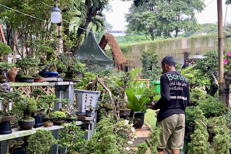 pameran flona di lapangan banteng 2025, pameran flona 2025, harga tanaman bonsai di pameran flona 2025, tanaman bonsai di pameran flona 2025, tanaman termahal di pameran flona 2025, Melihat Bonsai Seharga Rp 70 Juta di Pameran Flona, Apa Istimewanya?