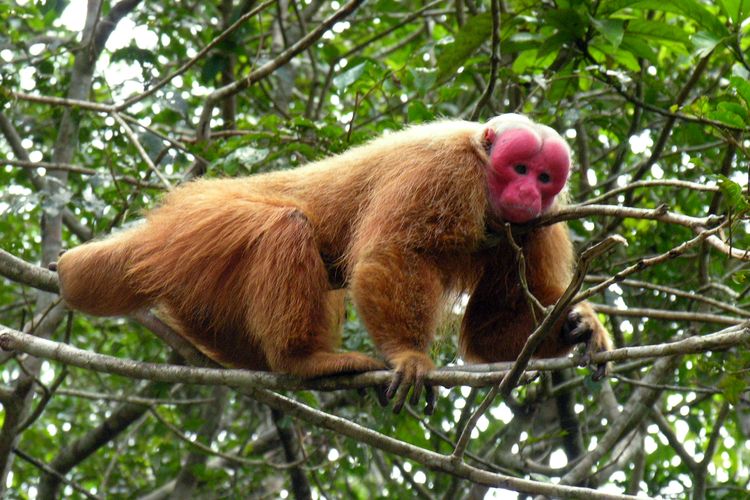 hutan Amazon, Brasil, hutan Amazon Brasil, Hutan Amazon, brasil, hutan amazon, wisata hutan amazon, hutan amazon brasil, lokasi hutan amazon brasil, Wisata Hutan Amazon Brasil, Ini Ragam Aktivitas yang Bisa Dicoba, 1. Menyusuri hutan Amazon dengan perahu, 2. Melihat satwa liar, 3. Berkunjung ke tempat masyarakat lokal, 4. Mengunjungi taman nasional