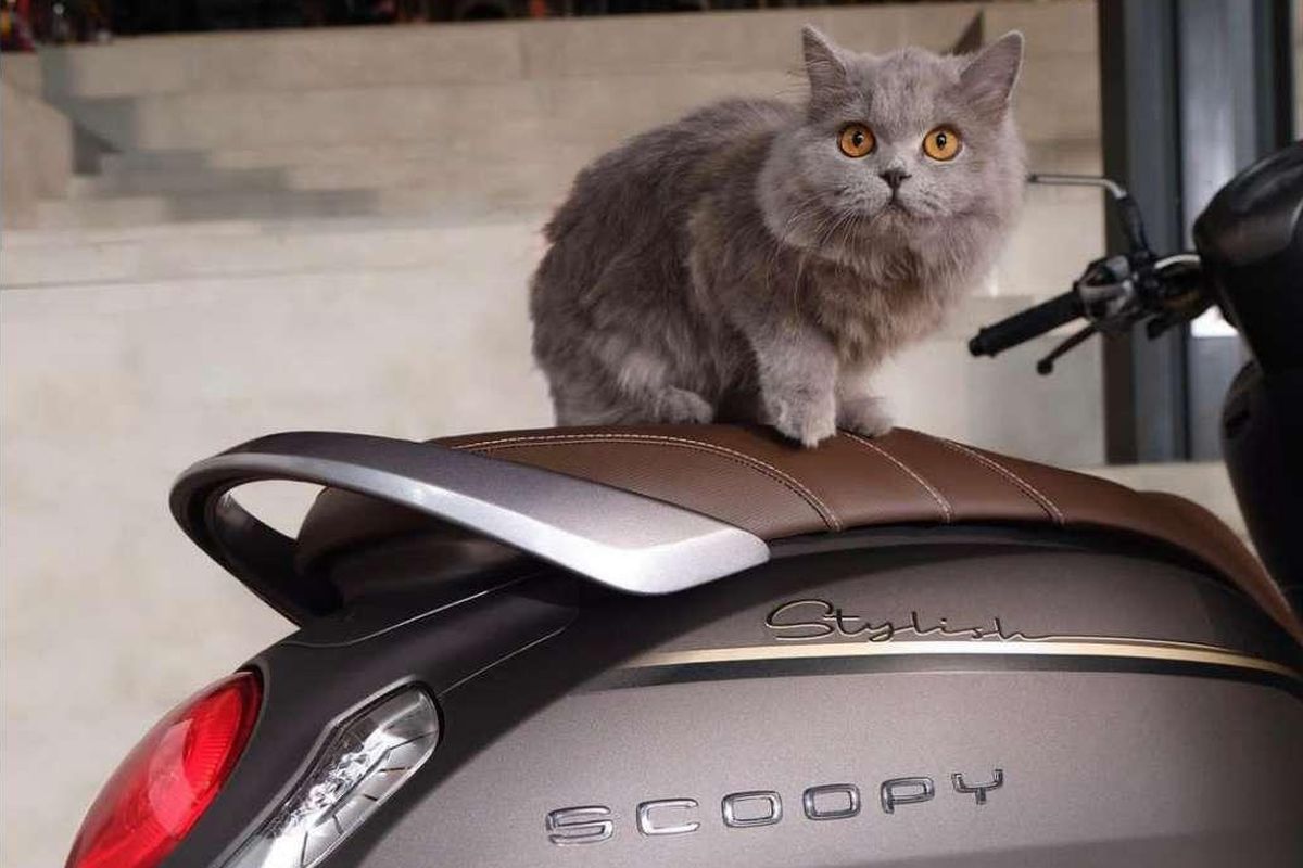 kucing, Jok Kulit, jok motor, cakaran kucing, jok motor pm auto, Ini Cara Ampuh Lindungi Jok Motor dari Cakaran Kucing