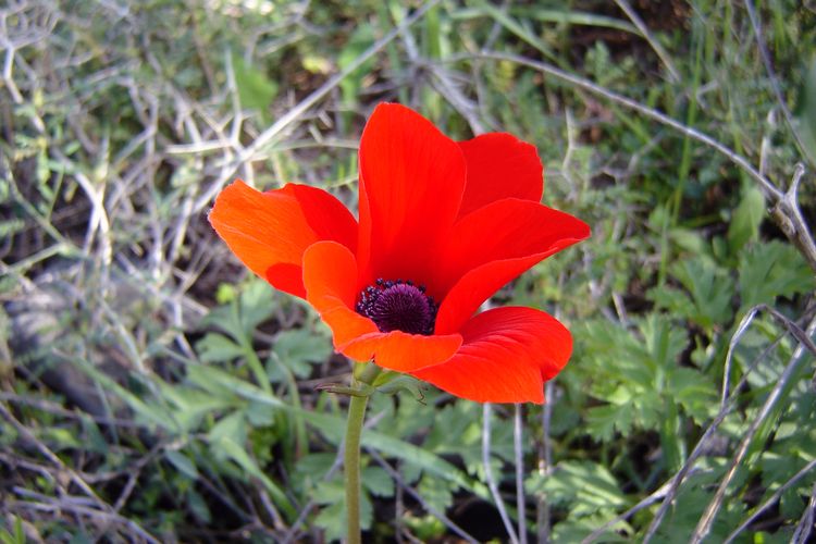 bunga anemone merah, bunga Palestina, nadeen ayoub, bunga palestina, bunga nasional palestina, bunga tradisional palestina, miss israel 2025, miss palestine 2025, melanie shiraz, Gaun Miss Israel 2025 Melanie Shiraz Tuai Kritik, Ada Apa?