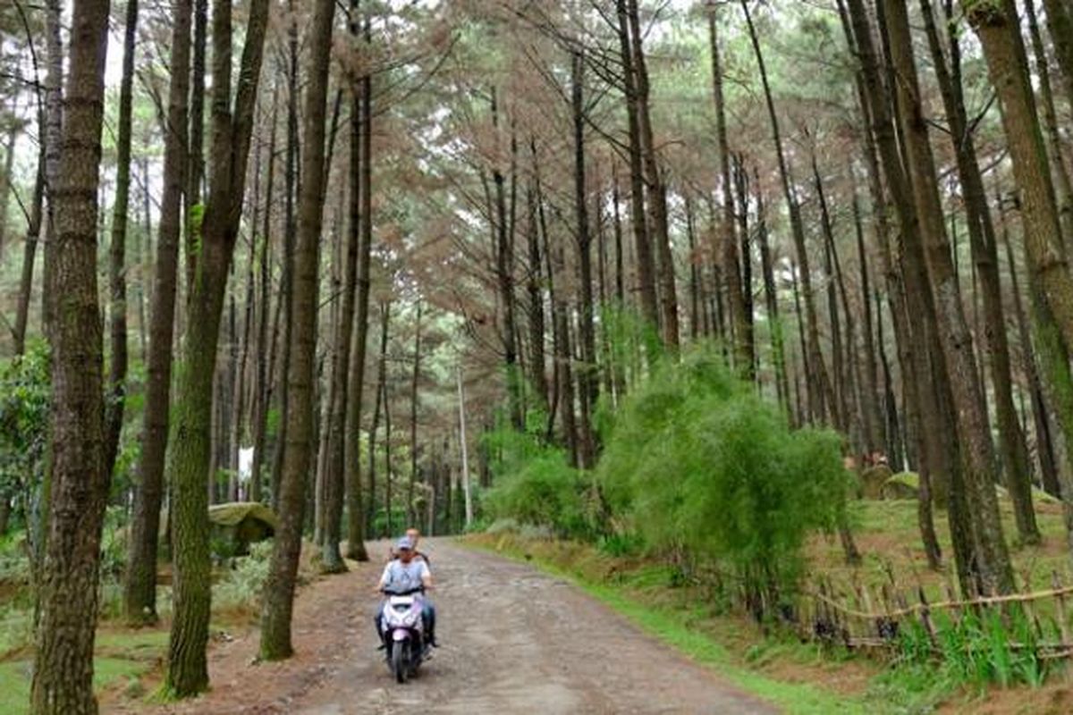 Wisata Alam Bogor, wisata dekat jakarta, wisata sejuk sekitar Jakarta, tempat healing Jakarta, short getaway Jakarta, 20 Wisata Sejuk Dekat Jakarta, Healing yang Enggak Bikin Pusing, 1. Gunung Pancar, 2. Hutan Hujan Sentul, 3. Gunung Ciung Camping Ground, 4. Goa Agung Garunggang, 5. The Bamboo’s Villa, 6. Negeri di Atas Awan Citorek, 7. Kampung Febri, 8. Kebun Raya Cibodas, 9. Curug Leuwi Hejo, 10. Telaga Warna Puncak, 11. Kawasan Sentul, 12. Taman Wisata Alam Gunung Pancar, 13. Kebun Raya Cibodas (versi Puncak), 14. Telaga Warna Megamendung, 15. Gunung Bunder, 16. Curug Cihurang, 17. Curug Cigamea, 18. Curug Seribu, 19. Prasasti Batutulis, 20. Scientific Tourism Garden
