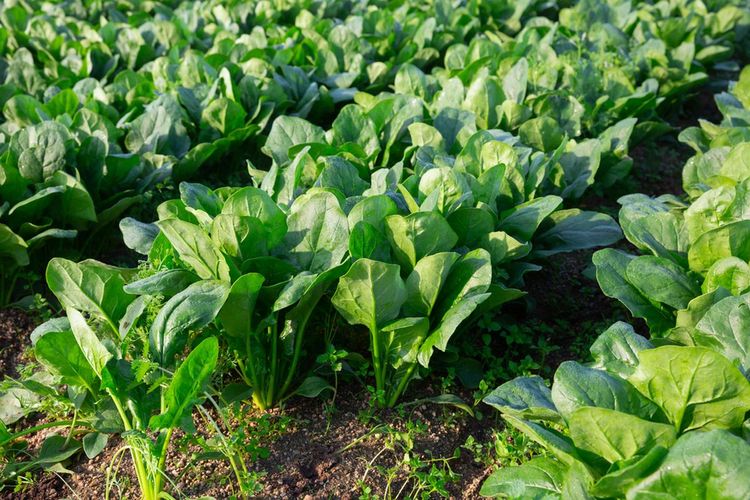pewarna alami, pewarna makanan hijau, pewarna makanan bubuk, 4 Pewarna Makanan Hijau Alami, Alternatif Sehat Pengganti Sintetis