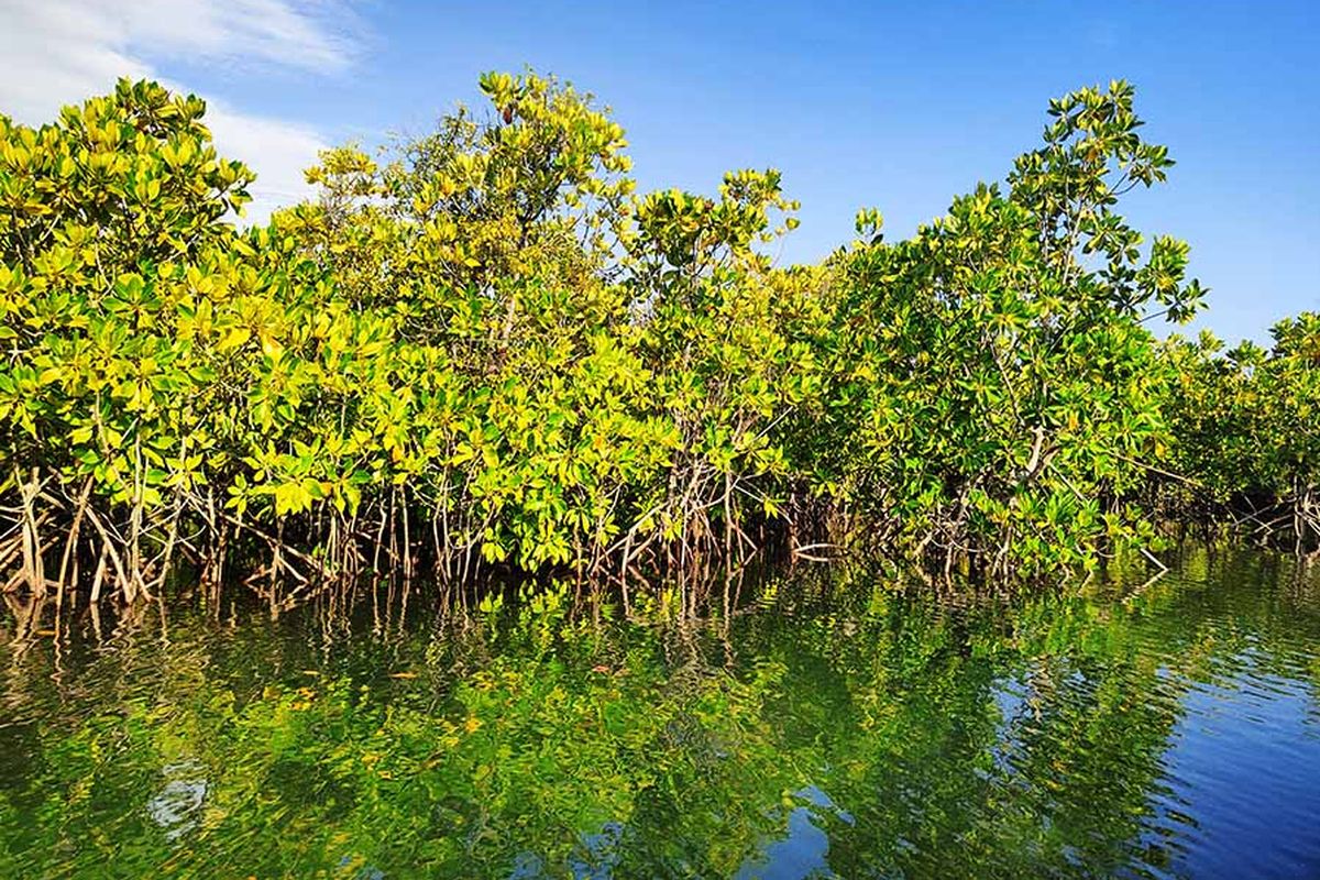 Konservasi mangrove Tapak, abrasi pesisir, Komunitas PRENJAK, Menjelajah Hutan Mangrove Tapak Semarang, Destinasi Edukasi dan Rekreasi