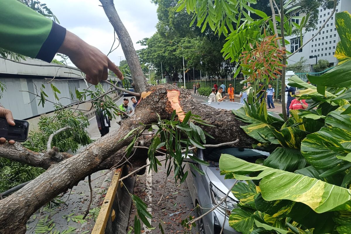 pohon tumbang, lalu lintas, Lalu Lintas, pohon tumbang menimpa mobil, arus lalu lintas, pohon tumbang di Senayan, Ada Pohon Tumbang di Kawasan Senayan, Jalan Tidak Bisa di Lewati