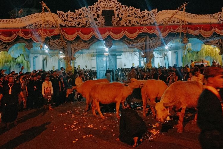 Solo, Kirab Pusaka, kirab pusaka, kebab, kebo bule, Kirab 1 Sura Keraton Solo, kirab pusaka keraton kasunanan surakarta, Kirab Pusaka 1 Suro 2024, Menunggu Kebo Bule dan Kirab Pusaka Malam 1 Suro di Keraton Surakarta