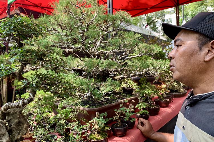 pameran flona di lapangan banteng 2025, pameran flona 2025, harga tanaman bonsai di pameran flona 2025, tanaman bonsai di pameran flona 2025, tanaman termahal di pameran flona 2025, Melihat Bonsai Seharga Rp 70 Juta di Pameran Flona, Apa Istimewanya?