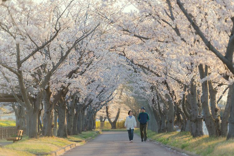 jepang, Bunga Sakura, Liburan ke Jepang, waktu terbaik ke jepang, Kapan Waktu Terbaik untuk Liburan ke Jepang? Catat Bulannya!