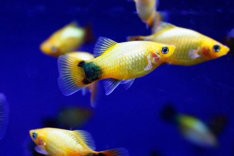 Sagittarius, Gemini, Aquarius, Pisces, Aries, gemini, aries, cancer, aquarius, zodiak gemini, zodiak aquarius, zodiak paling berantakan, zodiak sagitarius bulan apa, zodiak berantakan, 5 Zodiak yang Paling Berantakan, Ada Sagittarius, 1. Sagittarius, 2. Gemini, 3. Aquarius, 4. Pisces, 5. Aries