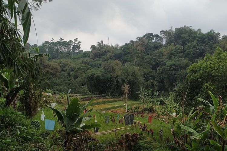 wisata cianjur, Tempat wisata di cianjur yang lagi hits, short escape dari jakarta, destinasi hits cianjur, 11 Tempat Wisata di Cianjur yang Hits untuk Short Escape, 1. Istana Cipanas, 2. Taman Nasional Gunung Gede Pangrango, 3. Pantai Apra, 4. Karang Potong Ocean View, 5. Alun-alun Suryakencana, 6. Kebun Raya Cibodas, 7. Pantai Ciwidig, 8. Taman Bunga Nusantara, 9. Little Venice, 10. Wana Wisata Pokland, 11. The Nice Funtastic Park