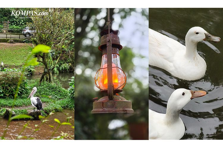Camon 50 Pro 5G, Smartphone, Tecno Camon 50 Pro 5G, hasil foto, Memotret Alam Bogor dengan Tecno Camon 50 Pro 5G, Zoom Jadi Andalan