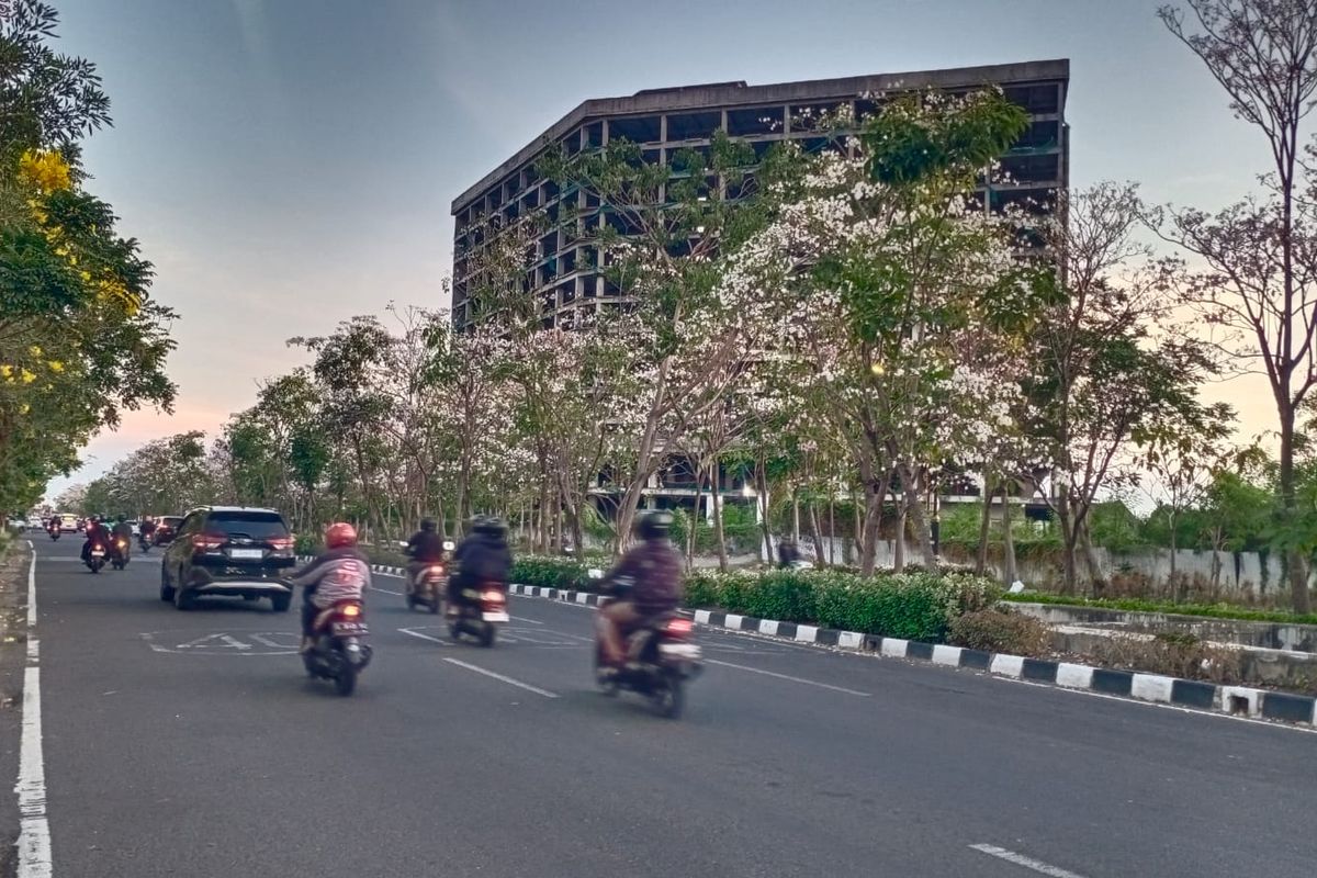 Tabebuya, Tabebuya bermekaran di Surabaya, Bunga tabebuya bermekaran, Surabaya Jadi Vibes Jepang Jepang Saat Bunga Tabebuya Mekar, Ini Lokasi-lokasinya