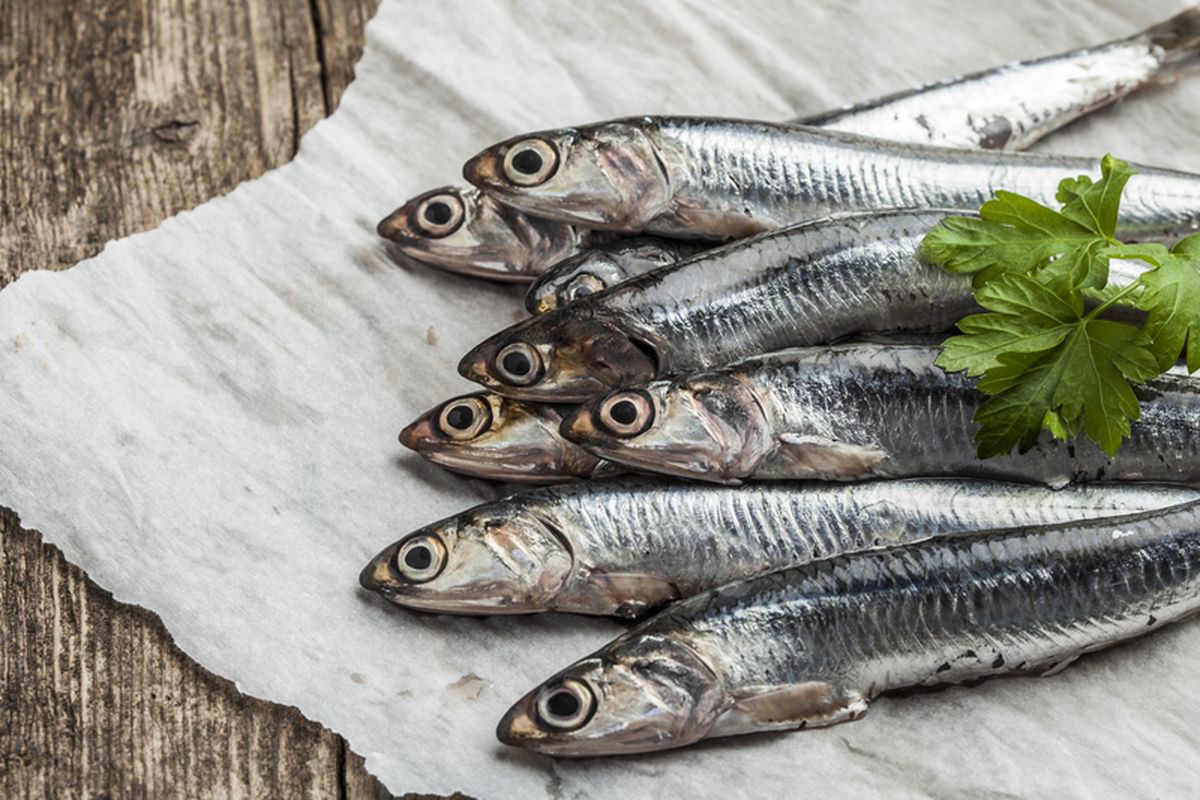 ikan teri, cara memilih ikan teri, Cara menyimpan teri, cara memilih ikan teri yang bagus, Tips Memilih dan Menyimpan Ikan Teri Segar Agar Awet Lama