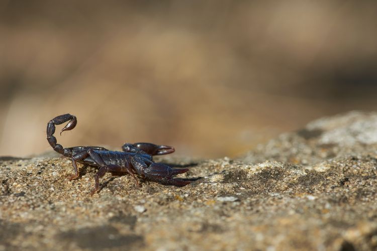Virgo, zodiak yang paling rapi, Zodiak apa yang paling rapi, Capricorn, Taurus, Libra, scorpio, zodiak paling rapi, zodiak apa yang paling rapi, 5 Zodiak yang Paling Rapi, Tak Cuma Virgo, 1. Virgo, 2. Capricorn, 3. Taurus, 4. Libra, 5. Scorpio