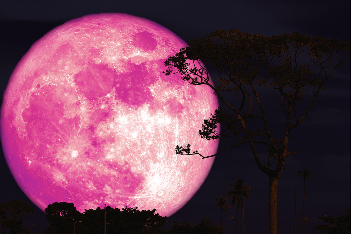 April 2026, Pink Moon, bulan purnama, Pink Moon Awal April 2026, Ini Waktu Puncak dan Asal-usul Namanya