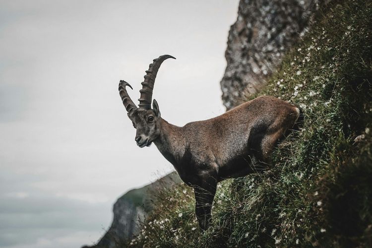 Zodiak yang paling setia, Taurus, Scorpio, Virgo, scorpio, cancer, capricorn, zodiak paling setia, zodiak yang paling setia, zodiak yang setia, zodiak setia, 5 zodiak paling setia, 5 Zodiak Paling Setia, Tak Goyah Meski Cinta Diuji, 1. Taurus (20 April-20 Mei), 2. Scorpio (23 Oktober-21 November), 3. Cancer (21 Juni-22 Juli), 4. Capricorn (22 Desember-19 Januari), 5. Virgo (23 Agustus-22 September)