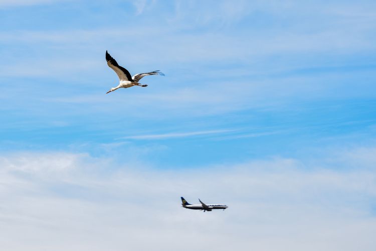 Bandara Schiphol, bird strike, Pesawat KLM Putar Balik ke Amsterdam Usai Tabrak Burung