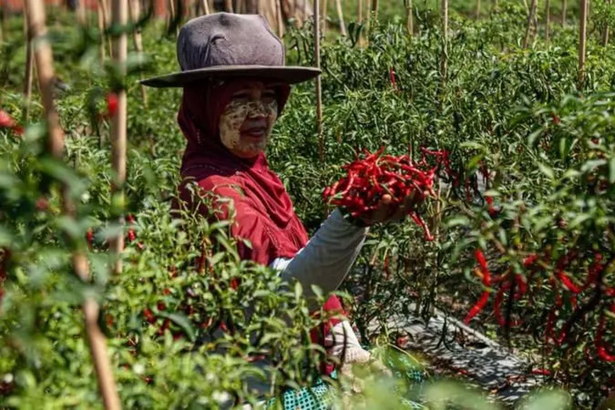 kemarau, cabai, budidaya cabai, menanam cabai, Kapan Waktu Terbaik Menanam Cabai, Awal, Puncak, atau Akhir Kemarau?, Waktu terbaik tanam cabai, Kenapa awal kemarau paling ideal?, Risiko tanam cabai di puncak kemarau, Bagaimana dengan akhir kemarau?