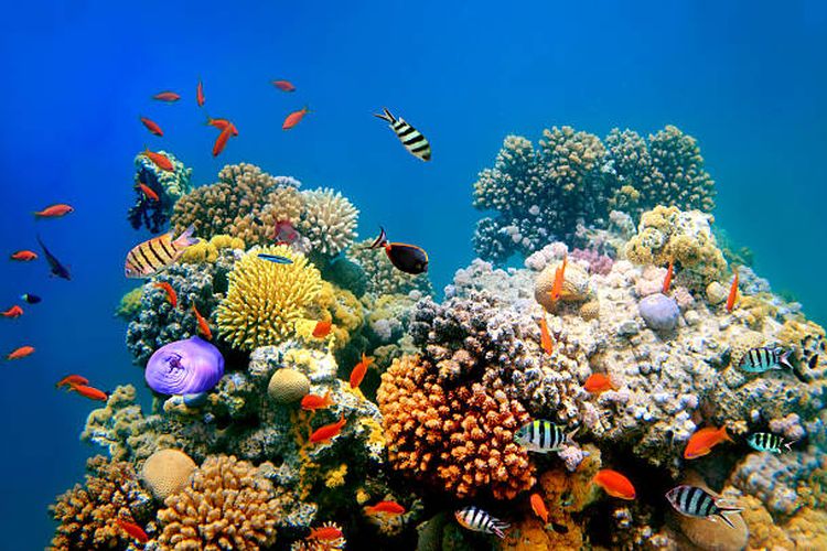 terumbu karang buatan, bioreeftek, Festival Muro, konservasi laut, Festival Muro di NTT, Tradisi Warga Lembata Rawat Pesisir dan Jaga Warisan Leluhur