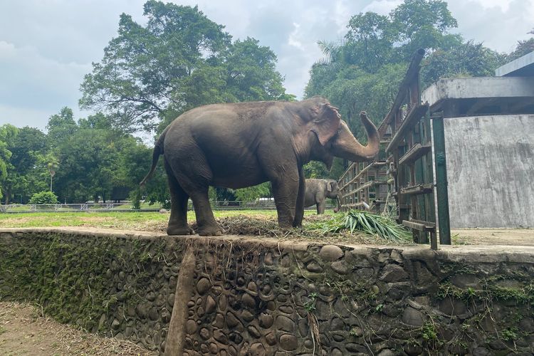 Ragunan buka malam hari, kenapa ragunan buka malam hari, alasan ragunan buka sampai malam, Kebun Binatang Ragunan Akan Buka Wisata Malam, Ini Alasannya