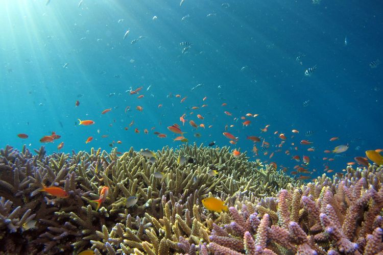 destinasi wisata, Fiji, snorkeling, French Polynesia, 6 Rekomendasi Destinasi Menyelam di Dunia, Ada dari Indonesia, 2. Baja California Sur, Meksiko, 3. Polinesia Perancis, 4. Raja Ampat, Indonesia, 5. Florida, Amerika Serikat, 6. Okinawa, Jepang