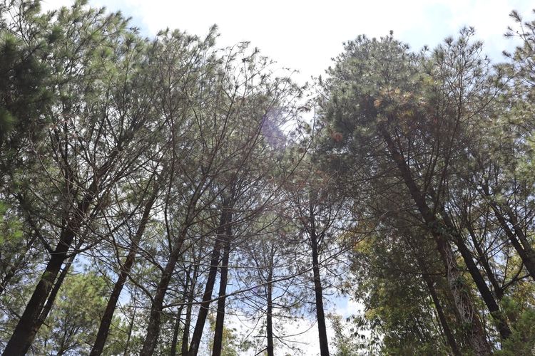 hutan pinus, Malang, wisata hutan pinus, 5 Wisata Hutan Pinus di Malang Raya untuk Liburan Sejuk, 1. Hutan Pinus Candi Sumberawan, 2. Goa Pinus Pujon, 3. Budug Asu, 4. Hutan Pinus Bedengan, 5. Sumbersuko Forest Park