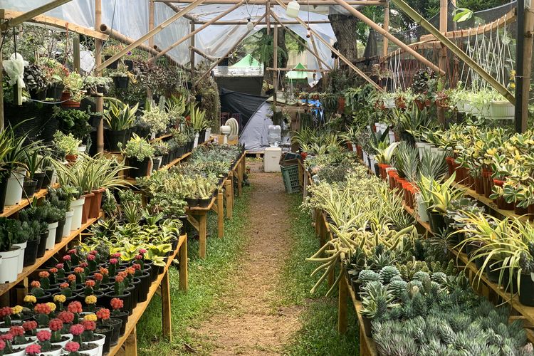 pameran flona di lapangan banteng 2025, pameran flona 2025, harga tanaman di pameran flona 2025, harga hewan peliharaan pameran flona 2025, bujet belanja di pameran flona 2025, Belanja Tanaman dan Hewan di Pameran Flona 2025, Segini Kisaran Harganya, Harga tanaman hias di Pameran Flona 2025, Harga bonsai puluhan juta, Harga tanaman buah dan sayur, Harga hewan peliharaan