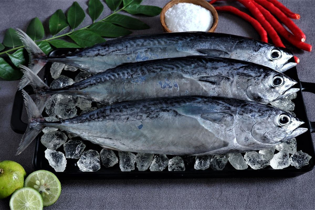 ikan tongkol, tongkol, Ikan tongkol, cara bersihkan ikan tongkol, cara membersihkan ikan tongkol agar tidak gatal, Ikan Tongkol Bisa Bikin Gatal, Ini Cara Membersihkan Racunnya, 1. Bersihkan perut ikan tongkol, 2. Buang kepala ikan, 3. Rendam dengan arang, 4. Rebus dengan air garam