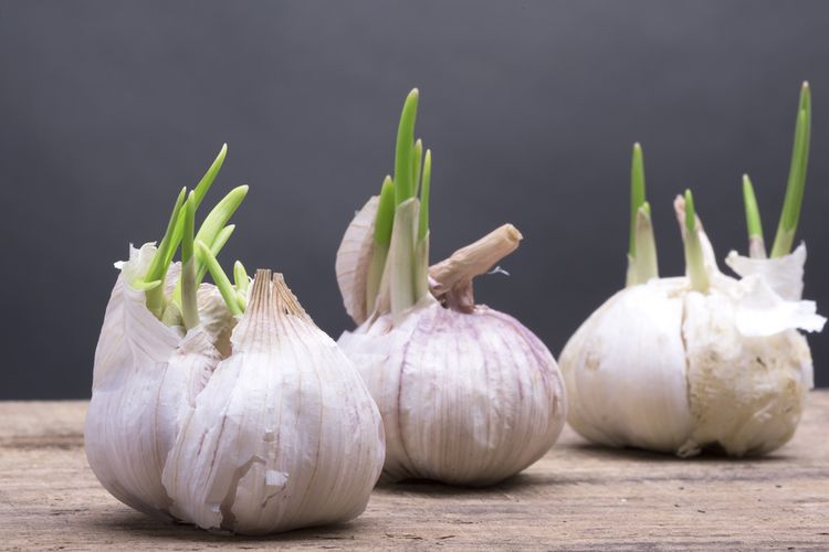 bawang putih, bawang putih kupas, bawang putih tidak dikupas, bawang putih tahan lama, menyimpan bawang putih, Bawang Putih Tahan Berapa Lama Jika Disimpan?, Bawang putih tahan berapa lama jika disimpan?, Faktor utama bawang putih segar, Bagaimana cara menyimpan bawang putih?, Tanda bawang putih sudah rusak