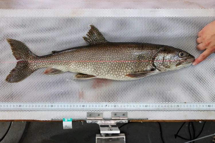 trout, salmon, Bagaimana Cara Membedakan Salmon dan Trout? Ini Saran Chef