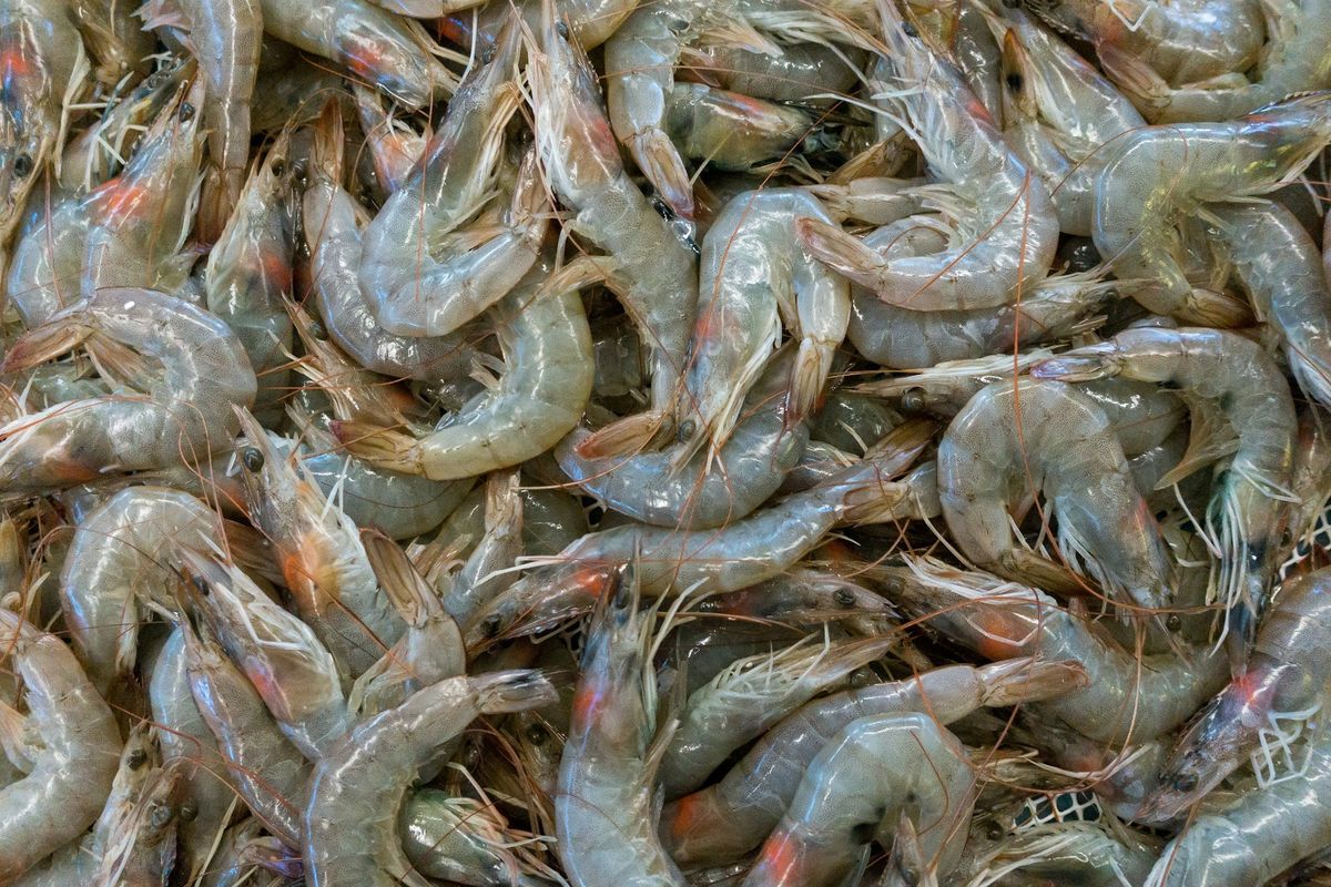 udang mentah, Cara Menyimpan Udang Mentah agar Tetap Segar dan Tahan Lama